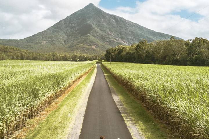 a path with trees on the side of a mountain road